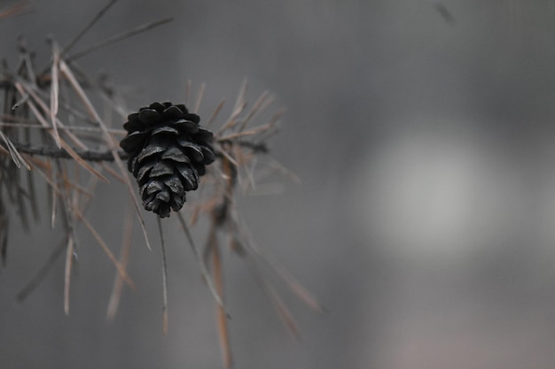 Gros plan d'une pomme de pin sur une branche d'arbre dans la forêt