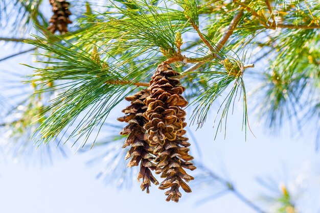 Gros plan de pommes de pin sur les branches sous la lumière du soleil avec un flou