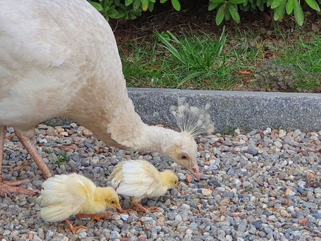 Gros plan d'un poulet et d'un poulet