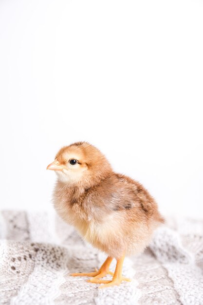 Gros plan d'un poussin brun sur un chiffon avec un mur blanc