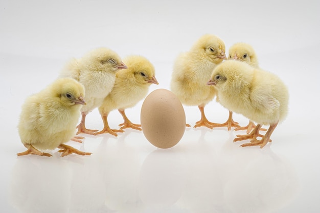 Gros plan de poussins mignons près d'un œuf sur une surface blanche