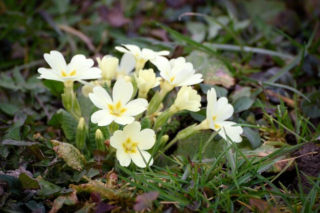 Gros plan de primevères blanches sur le sol sous la lumière du soleil avec un arrière-plan flou