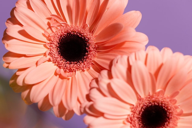 Photo gratuite gros plan, de, printemps, gerbera, fleurs