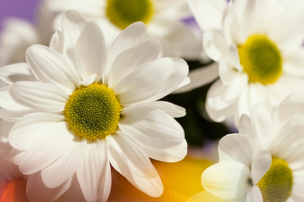 Photo gratuite gros plan, de, printemps, marguerites