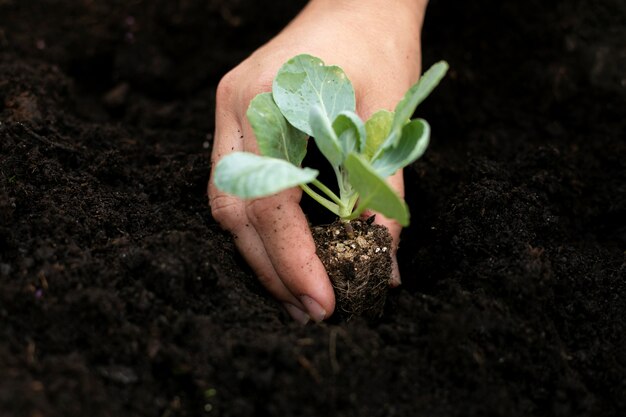 Gros plan sur le processus de repiquage des plantes