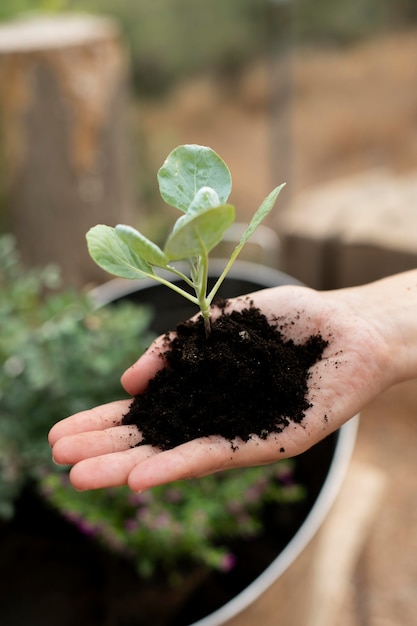 Gros plan sur le processus de repiquage des plantes