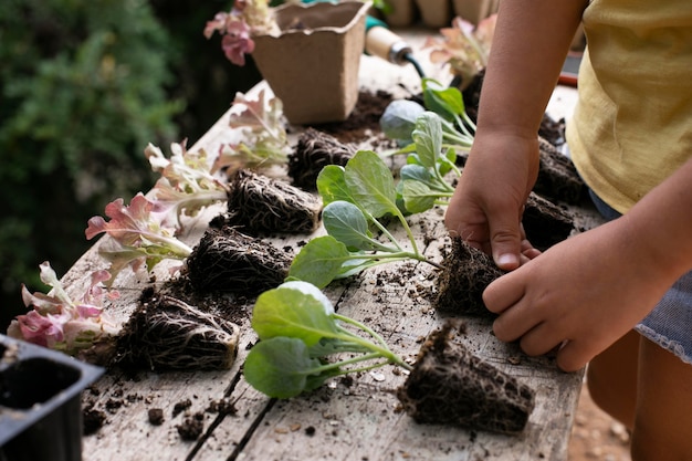 Photo gratuite gros plan sur le processus de repiquage des plantes