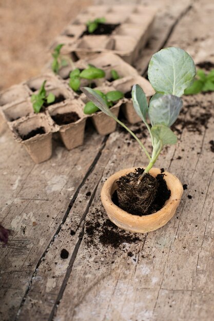 Gros plan sur le processus de repiquage des plantes