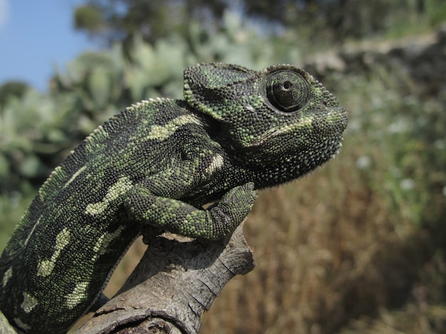 Gros plan d'un profil d'un caméléon méditerranéen assis sur une branche à Malte