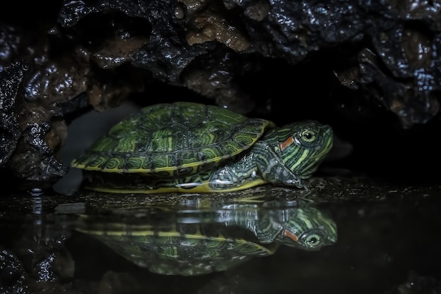 Gros plan sur la réflexion de bébé tortue brésilienne gros plan de tortue brésilienne