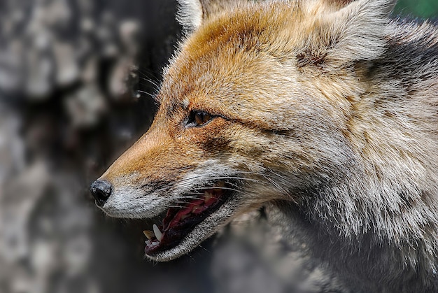 Gros plan d'un renard brun clair pendant la journée