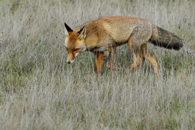 Gros plan d'un renard roux dans un champ couvert d'herbe pendant la journée avec une scène floue