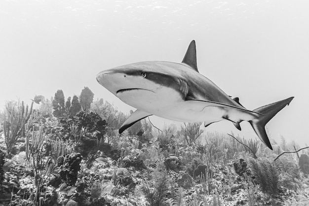 Gros plan d'un requin dangereux nageant sous l'eau en niveaux de gris