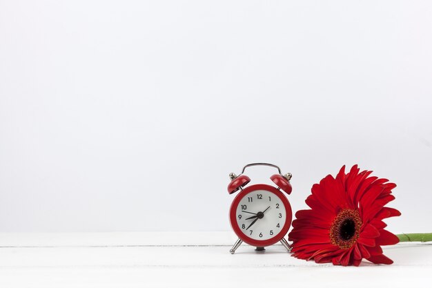 Gros plan d&#39;un réveil et fleur de gerbera rouge