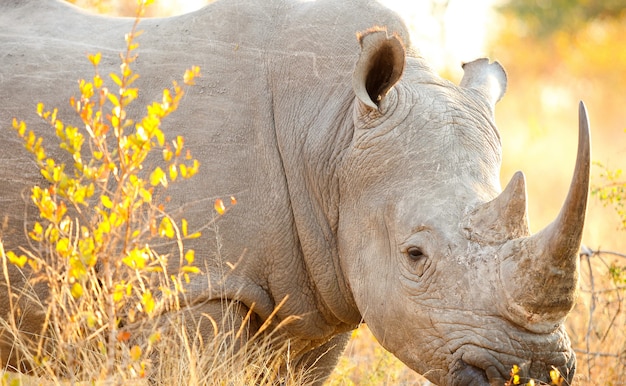 Gros plan d'un rhinocéros blanc lors d'un safari en Afrique du Sud