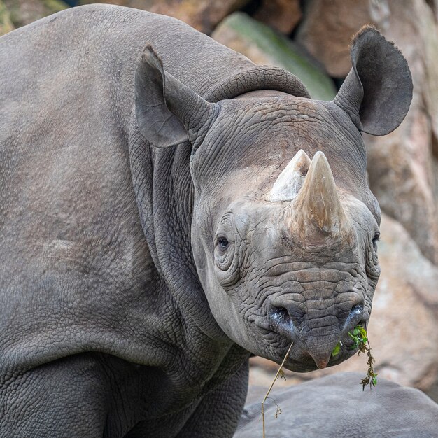 Gros plan d'un rhinocéros en cours de pâturage