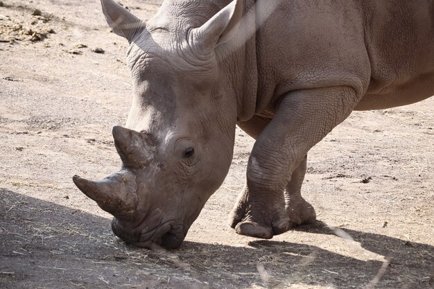 Gros plan d'un rhinocéros debout sur le sol pendant la journée