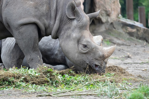 Gros plan d'un rhinocéros paissant sur l'herbe en face d'elle