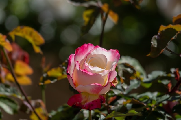 Gros plan d'une rose blanche et ponk avec floue