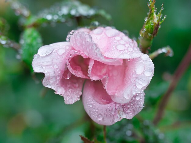 Gros plan d'une rose de jardin avec des gouttes d'eau sur elle entouré de verdure