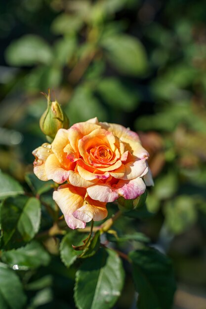 Gros plan d'une rose mignonne sous la lumière du soleil