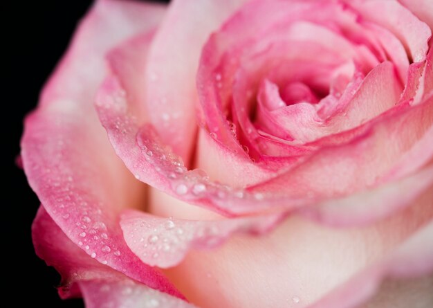 Gros plan de rose rose en fleurs