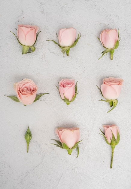 Photo gratuite gros plan, rose, roses, bourgeons, plat, poser