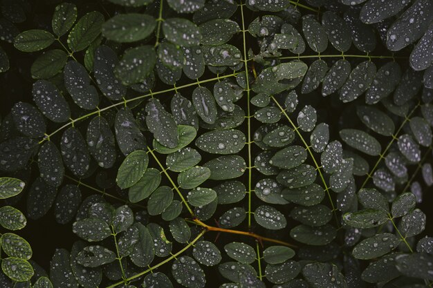 Gros plan de rosée sur les feuilles épaisses d'une plante verte la nuit