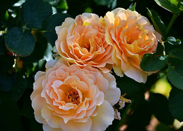 Gros plan de roses à feuilles persistantes dans un jardin sous la lumière du soleil