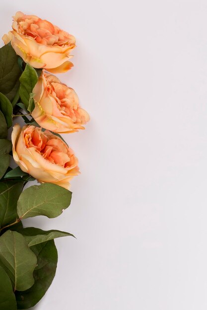 Gros plan de roses orange sur blanc