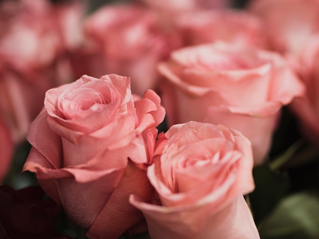 Gros plan de roses romantiques