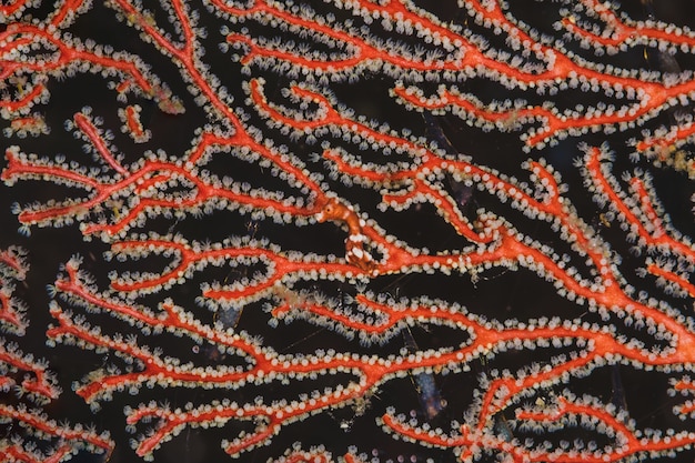 Gros plan rouge fan coral avec fond noir