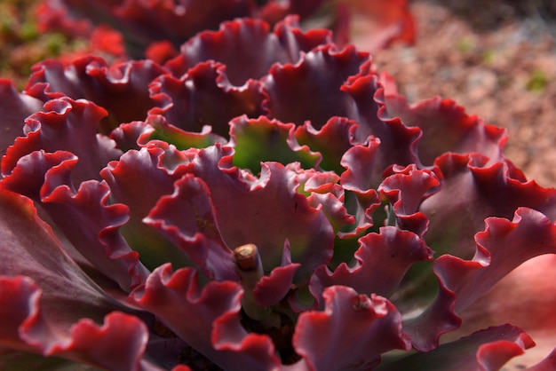 Photo gratuite gros plan rouge sucré (echeveria dick wright)