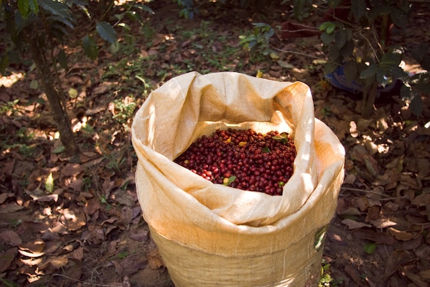 Photo gratuite gros plan d'un sac brun avec des grains de café rouges en elle