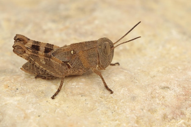 Gros plan d'une sauterelle à cornes courtes, calliptamus barbarus , dans le Gard, France