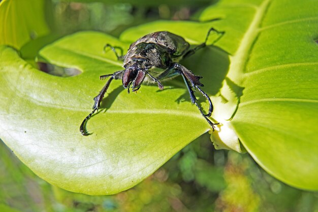 Gros plan d'un scarabée sur une feuille