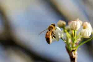 Photo gratuite gros plan sélectif d'une abeille collectant du nectar sur une fleur blanche