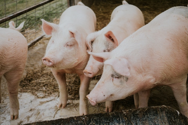 Gros plan sélectif de cochons roses dans une grange