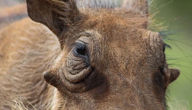 Gros plan sélectif du visage d'un phacochère commun