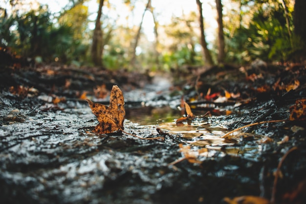 Gros plan sélectif des feuilles tombées couvertes de saleté sur les flaques d'eau