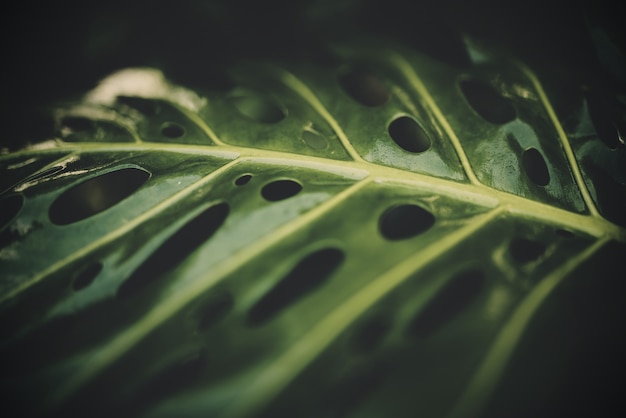 Gros plan sélectif d'un fromage suisse vert ou d'une feuille de monstera