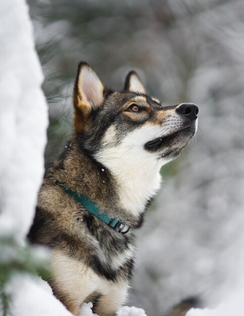 Gros plan sélectif d'un husky Sakhaline avec collier vert regardant fixement la distance