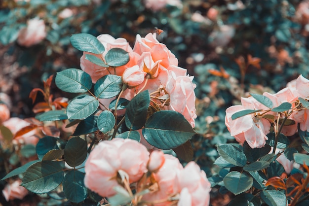 Gros plan sélectif de roses pêche à feuilles vertes