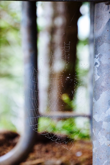 Photo gratuite gros plan sélectif d'une toile d'araignée