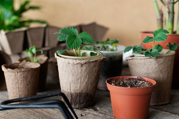 Gros plan des semis de plantes