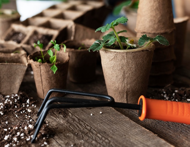 Gros plan des semis de plantes