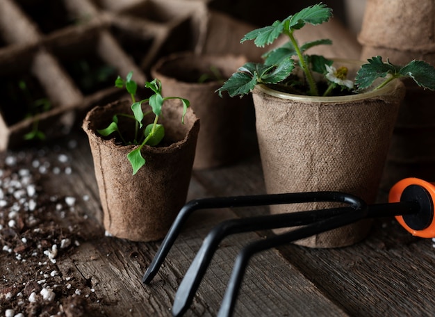 Gros plan des semis de plantes