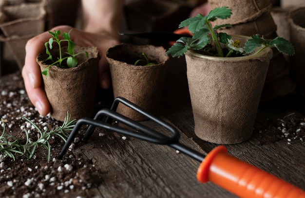 Gros plan des semis de plantes