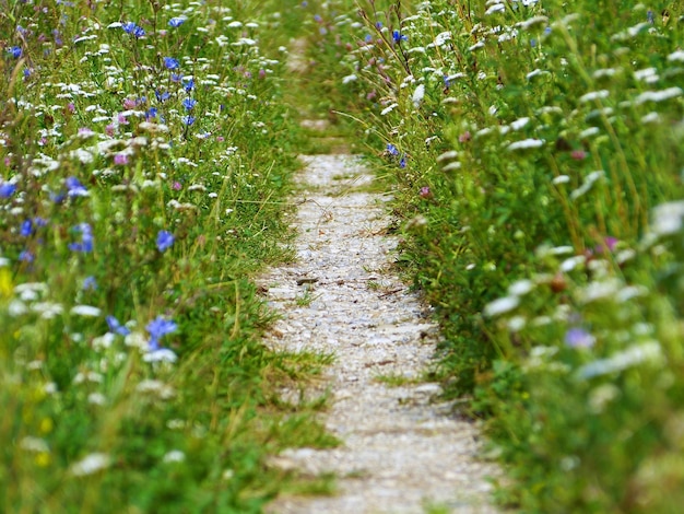 Gros plan d'un sentier rural entouré de fleurs sauvages magiques