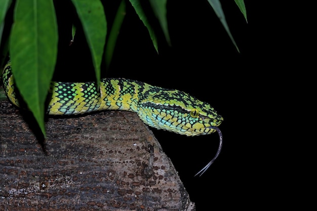 Gros plan de serpent Tropidolaemus wagleri sur une branche gros plan de serpent Viper